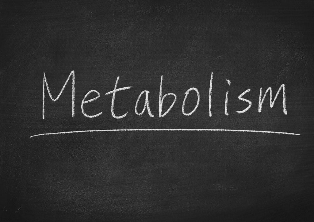 comprendre son metabolisme regime
